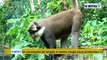 Bénin : un sanctuaire de singes à ventre rouge sous protection Vodun