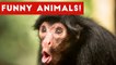 Funniest Viral Pet & Animal Videos Weekly Compilation December 2016 _ Funny Pet Videos