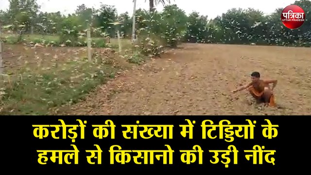 करोड़ों की संख्या में टिड्डियों के हमले से किसानो की उड़ी नींद