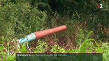 Bretagne : un petit oiseau, le choucas, est devenu la terreur de certains agriculteurs