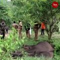 Elephant with injured jaw and stomach tumour found dead in Kerala forest