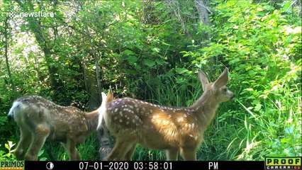Trail camera in US records adorable moment deer family drinks at pond