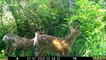 Trail camera in US records adorable moment deer family drinks at pond