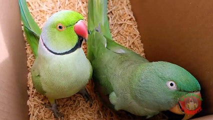 Mian Mithu Talking in Box