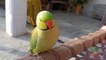 Talking Indian Ringneck Parrot Making Cute Noises