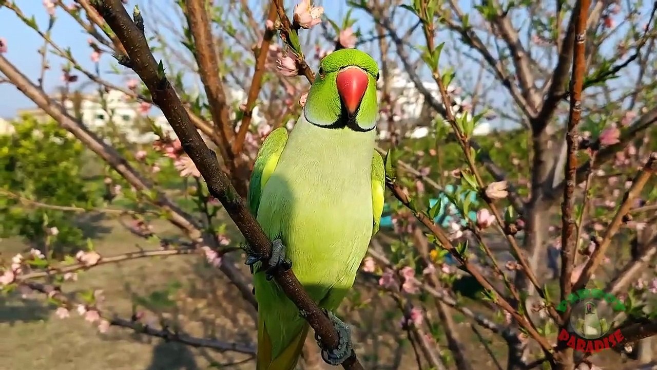 Super Tame Talking Ringneck Parrot