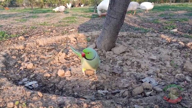 Natural Parrot Sounds with Chickens, Geese and Guinea Fowls