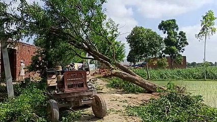 तेज हवाओं के साथ हुई भारी बारिश, उखड़ गए पेड़