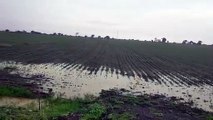 तेज बारिश से खेतों में जलभराव हुआ, सोयाबीन की फसल को नुक़सान संभव