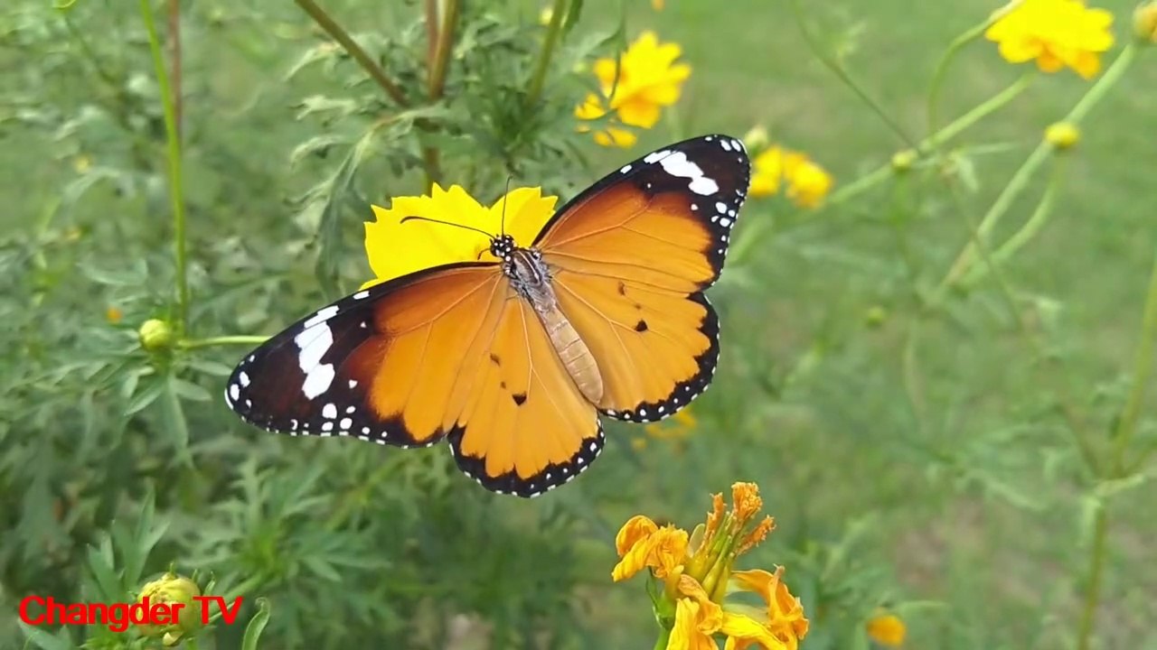 Beauty of Butterfly || Most Beautiful Butterfly's On The Earth || The Beauty of Nature ||