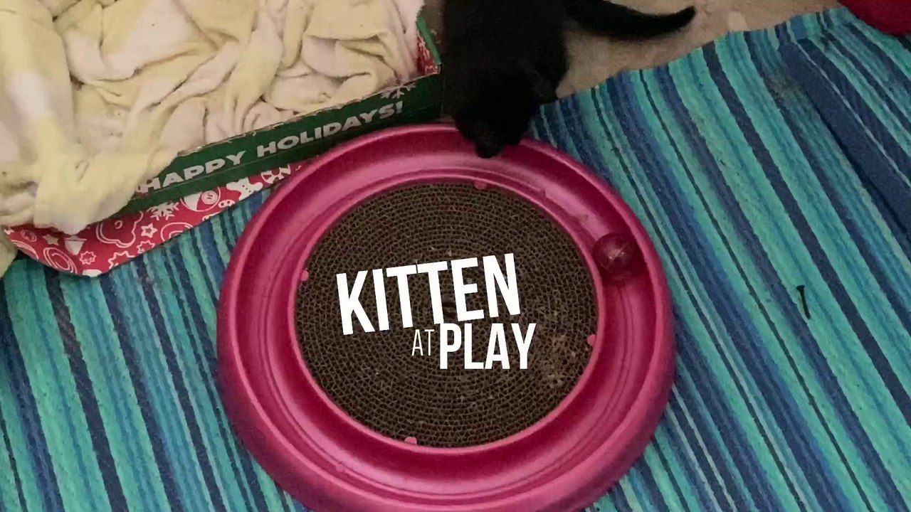 Kitten at Play