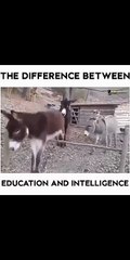 Education vs. Intelligence: What's the Real Difference? 🎓