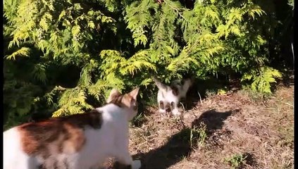 petits cacahouete 07