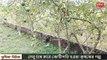 লেবু চাষ পদ্ধতি এবং লেবু চাষ করে কোটিপতি হওয়া কৃষকের গল্প vumika agro