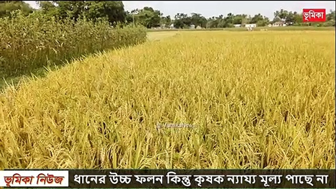 ধানের উচ্চ ফলন কিন্তু কৃষক ন্যায্য মূল্য পাছে না দেশ জু_ড়ে তোলপাড় - Agri News