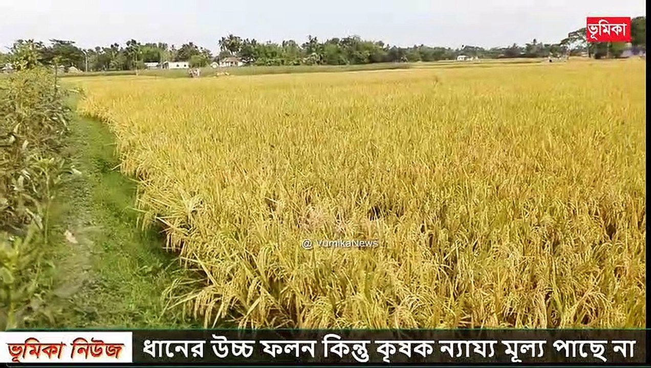 ধানের উচ্চ ফলন কিন্তু কৃষক ন্যায্য মূল্য পাছে না  | Vumika Agro