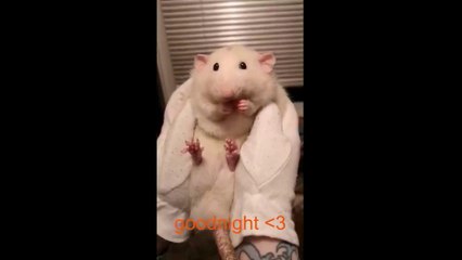 PARA REIR UN POCO   (compilacion de memes #1 )
