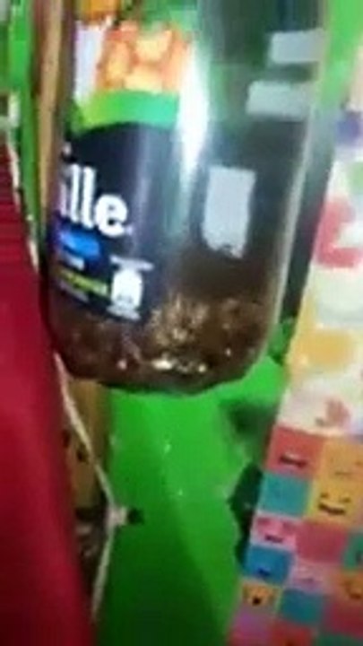 Presos de Valparaiso viven entre plagas de insectos y ratones, Julio 2020