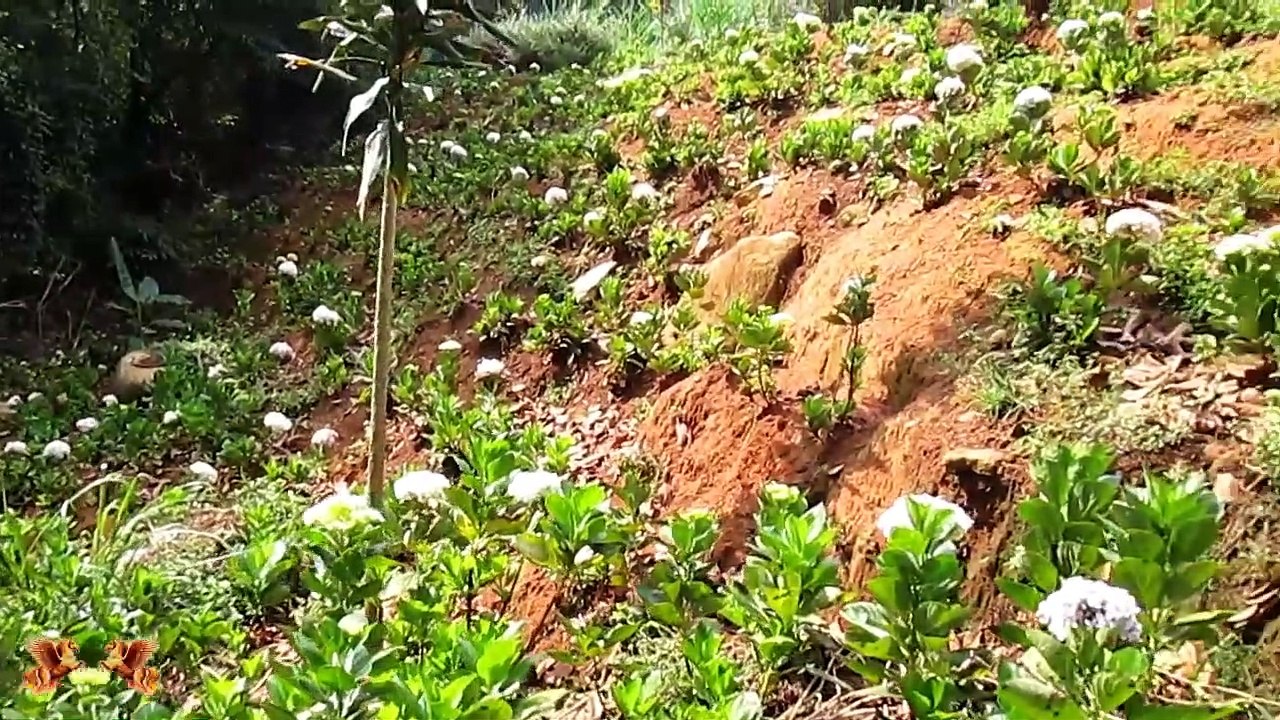 Hoa Sơn Điền Trang (Hoa Son Large farmsteads)