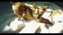 Como saber si mi Chihuahua es cabeza de venado o cabeza de manzana