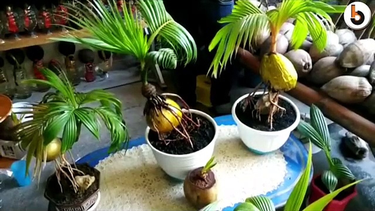 DI TENGAH PANDEMI, PENGUSAHA BONSAI KELAPA LARIS MANIS