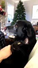 Dog Snatches Salami From Cat's Head