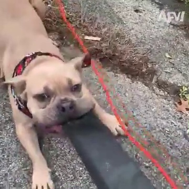 Animal funny moments  with people. ( part -3) just for laugh