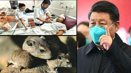 Bubonic Plague in China: Risk Of Spreading చైనీయుల ఆ అలవాటే బుబోనిక్ ప్లేగ్ వ్యాప్తికి ప్రధాన కారణం!