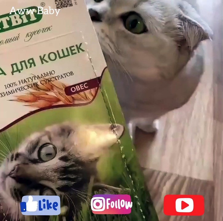 Baby Cats - Cute and Funny Cat Videos Compilation  | Aww Baby