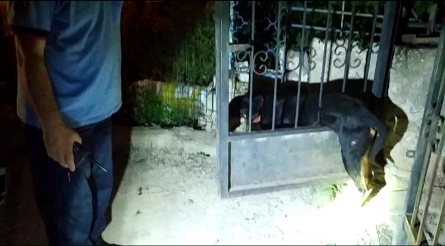 Kapıya sıkışan köpeğe itfaiye seferberliği
