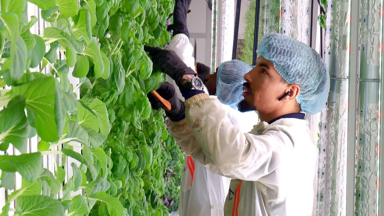 Can Sweden's 'vertical farms' solve global food shortages?