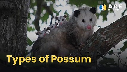 How to Get Rid of Possums?