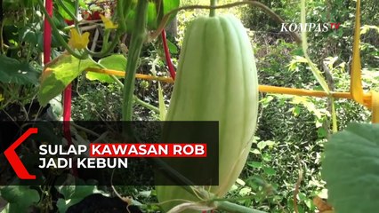 Kreatif! Sulap Kawasan ROb Menjadi Kebun Sayur