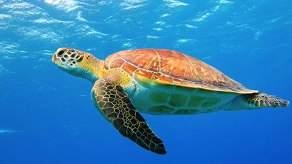 Turistler caretta caretta besledi