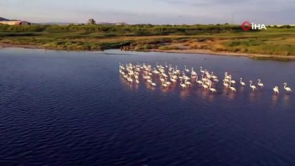 İzmit Körfezi’ndeki flamingolar hayran bıraktı