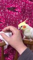 Jealous Bird Pecks Owner's Hand When She Pets Another Bird
