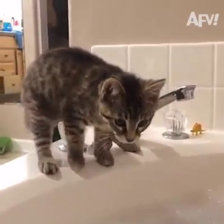 Cat & people funny video (part - 1)  just for laugh