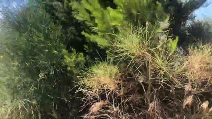 Martigues : un nouveau départ de feu en bordure du canal de Caronte