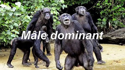 Remaniement ministériel - Je me fais du souci.