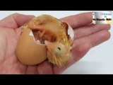 Chicks from eggs- without make  eggs hatching machine at home at zero cost