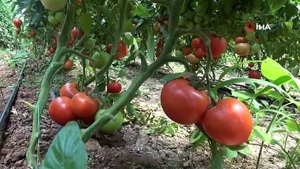 DOMATES ÜRETİCİSİ MALİYETLERİ KARŞILAYAMADI