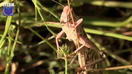 Dangerous Locusts Attack || Tiddi Dal in Punjab