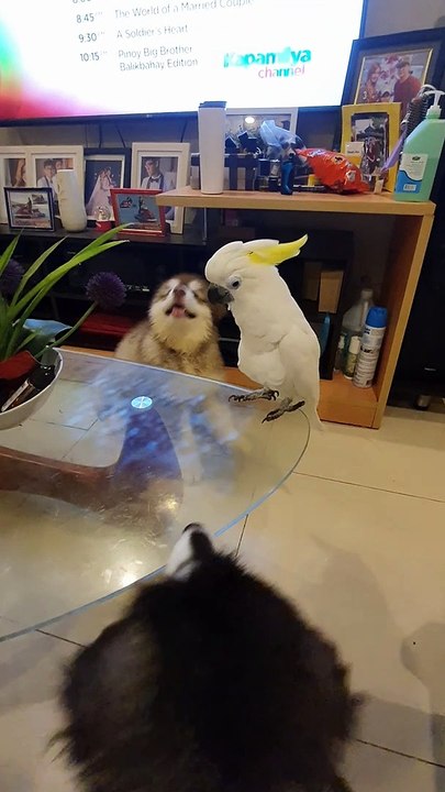 Barking Bird Confounds Canines