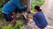 Dopey pet husky gets stuck between wall and metal post