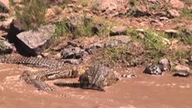 Crocodiles Eat a Zebra Masai Mara River Migration Kenya