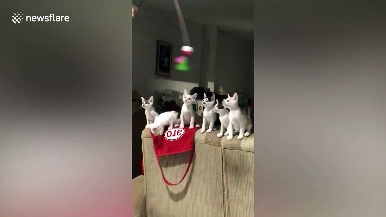 kittens do synchronised motions when trying to follow toy fishing pole