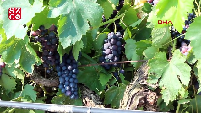 Manisa Alaşehir'de fırtına ve sağanak ekili alanlara zarar verdi, üretici destek istedi