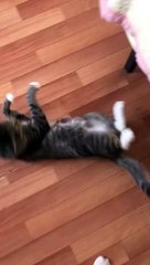 Dog Wants to Play With a Cat