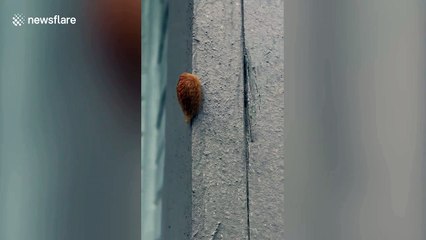 Bizarre furry orange caterpillar in Texas looks like Donald Trump's hair