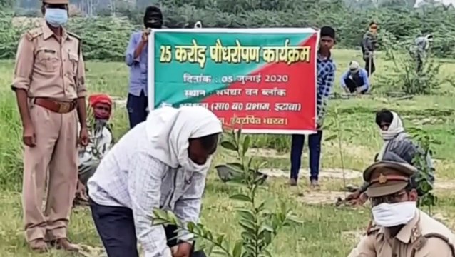 भरथना विकास खंड क्षेत्र में लगाए जा रहे है कुल 2 लाख पौधे